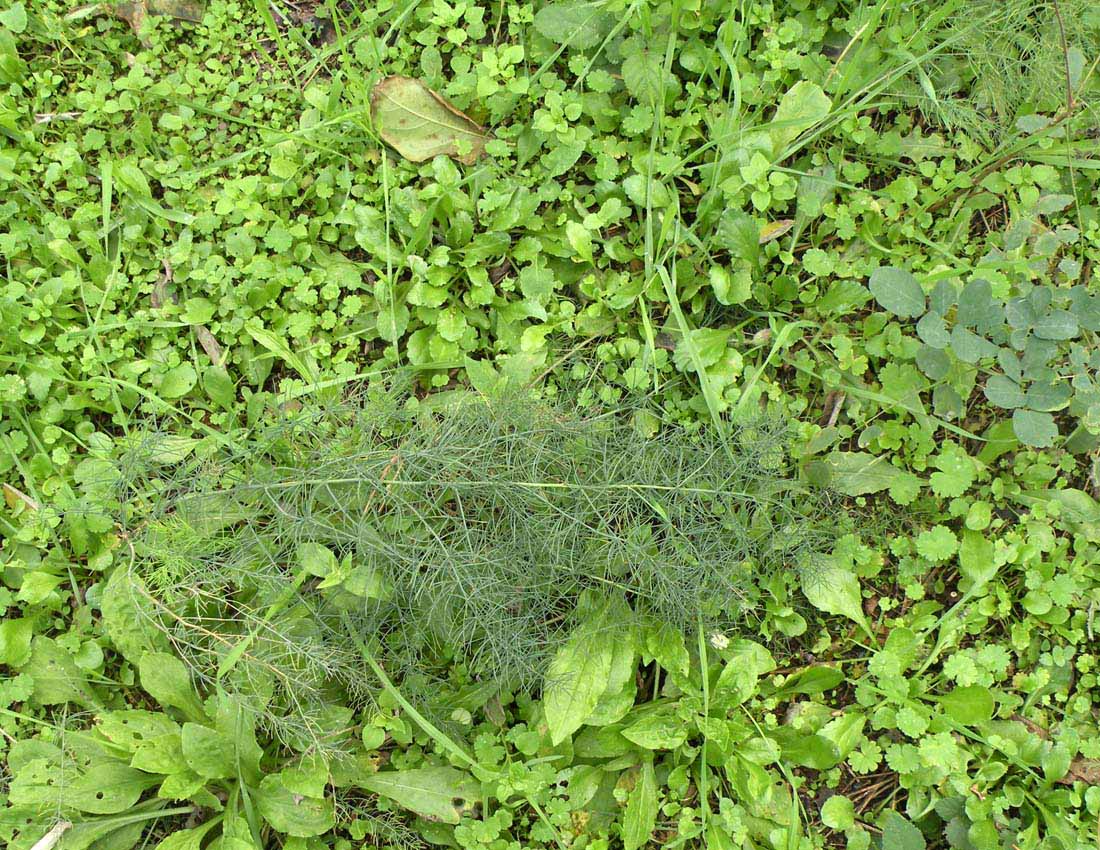 Asparagus tenuifolius ?